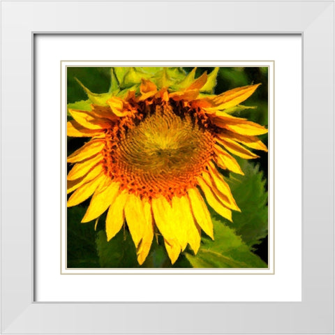 Sunflower I White Modern Wood Framed Art Print with Double Matting by Hausenflock, Alan