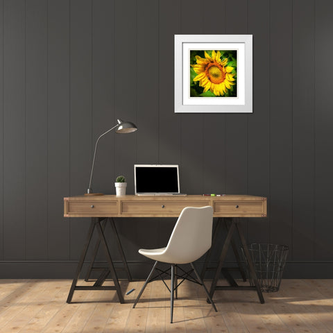 Sunflower II White Modern Wood Framed Art Print with Double Matting by Hausenflock, Alan