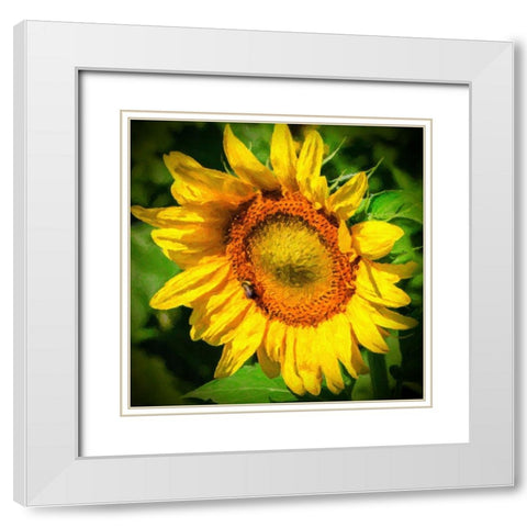 Sunflower II White Modern Wood Framed Art Print with Double Matting by Hausenflock, Alan