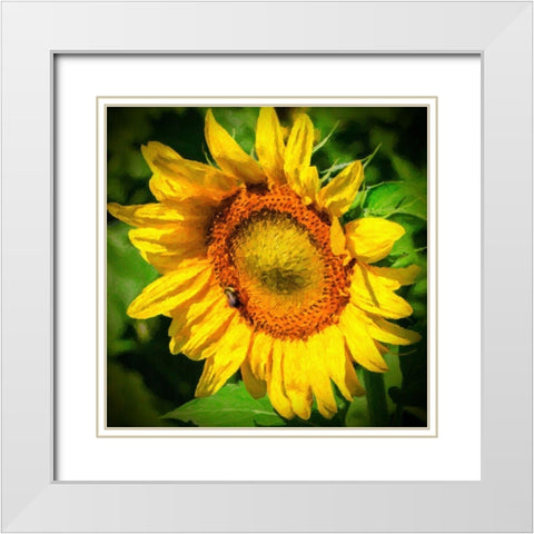 Sunflower II White Modern Wood Framed Art Print with Double Matting by Hausenflock, Alan