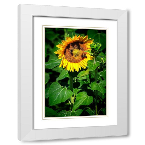 A Summer Flower I White Modern Wood Framed Art Print with Double Matting by Hausenflock, Alan