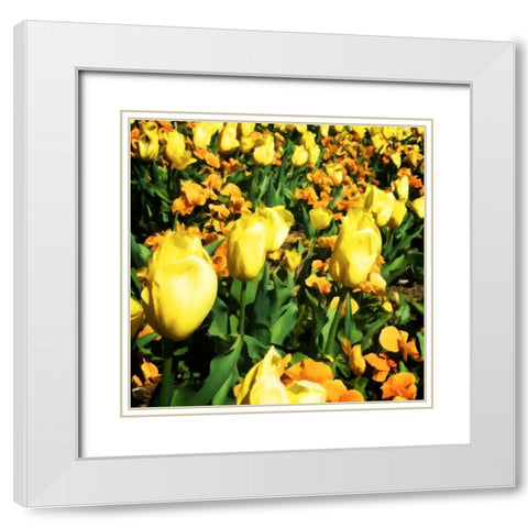 Yellow Tulips White Modern Wood Framed Art Print with Double Matting by Hausenflock, Alan