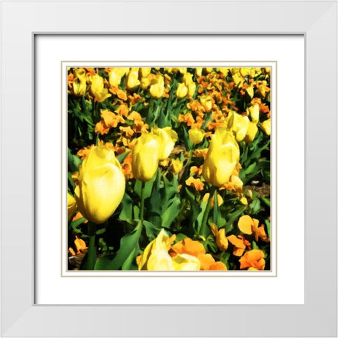 Yellow Tulips White Modern Wood Framed Art Print with Double Matting by Hausenflock, Alan