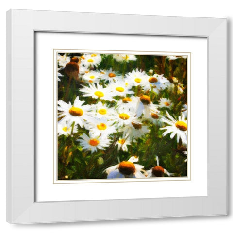 Sunlit Daisies White Modern Wood Framed Art Print with Double Matting by Hausenflock, Alan