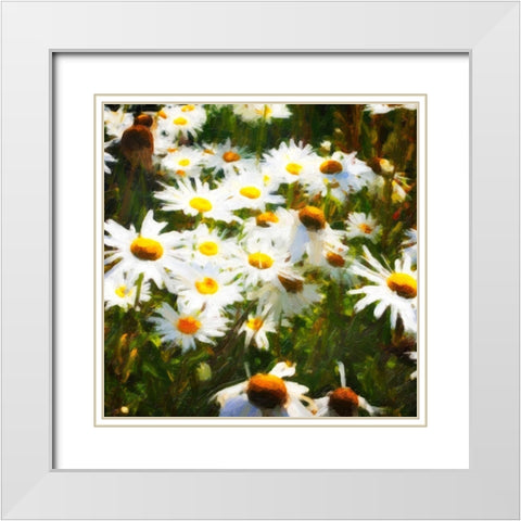 Sunlit Daisies White Modern Wood Framed Art Print with Double Matting by Hausenflock, Alan