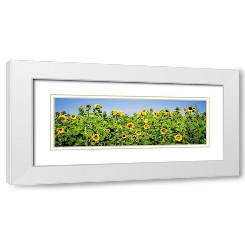 Sunny Sunflowers I White Modern Wood Framed Art Print with Double Matting by Hausenflock, Alan