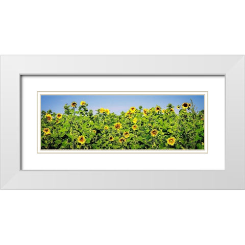Sunny Sunflowers I White Modern Wood Framed Art Print with Double Matting by Hausenflock, Alan