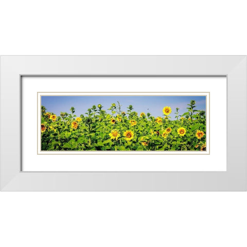 Sunny Sunflowers II White Modern Wood Framed Art Print with Double Matting by Hausenflock, Alan