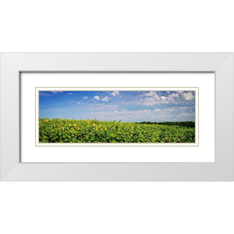 Sunflower Fields I White Modern Wood Framed Art Print with Double Matting by Hausenflock, Alan