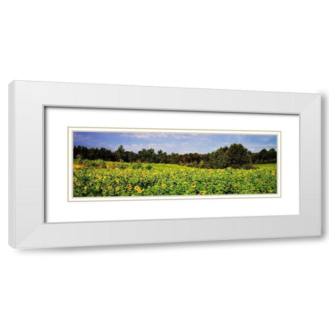 Sunflower Fields II White Modern Wood Framed Art Print with Double Matting by Hausenflock, Alan