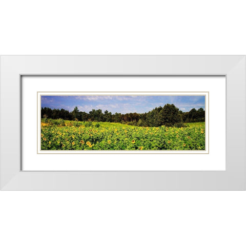 Sunflower Fields II White Modern Wood Framed Art Print with Double Matting by Hausenflock, Alan