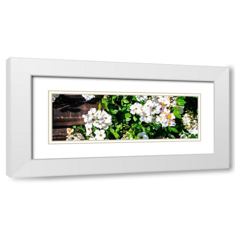 Climbing Wild Roses I White Modern Wood Framed Art Print with Double Matting by Hausenflock, Alan