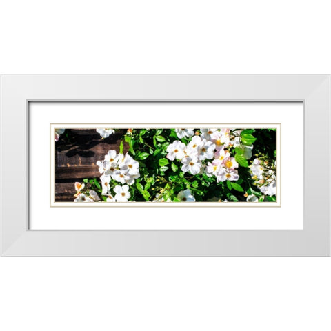 Climbing Wild Roses I White Modern Wood Framed Art Print with Double Matting by Hausenflock, Alan