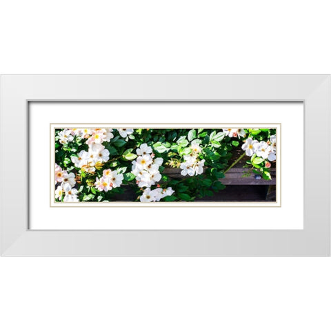 Climbing Wild Roses II White Modern Wood Framed Art Print with Double Matting by Hausenflock, Alan