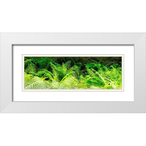 Forest Ferns I White Modern Wood Framed Art Print with Double Matting by Hausenflock, Alan