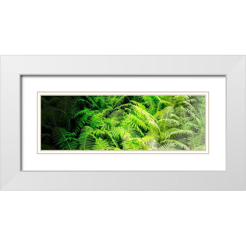 Forest Ferns II White Modern Wood Framed Art Print with Double Matting by Hausenflock, Alan