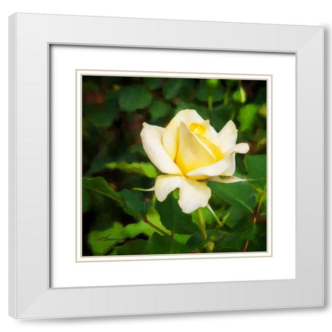 A Single Rose I White Modern Wood Framed Art Print with Double Matting by Hausenflock, Alan