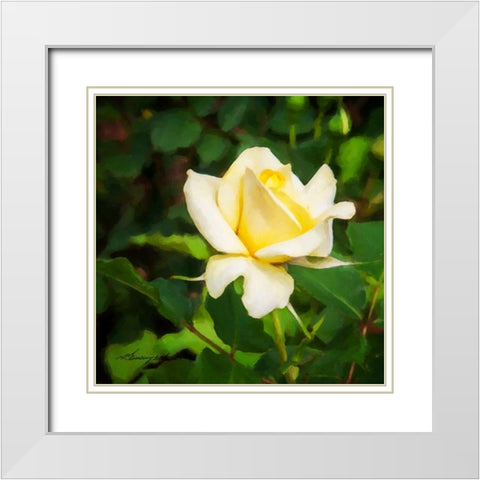 A Single Rose I White Modern Wood Framed Art Print with Double Matting by Hausenflock, Alan