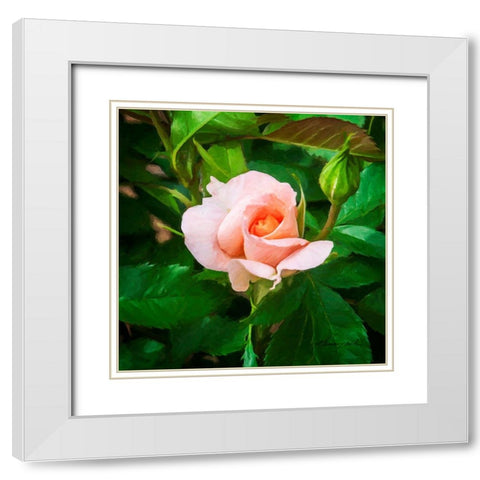 A Single Rose II White Modern Wood Framed Art Print with Double Matting by Hausenflock, Alan