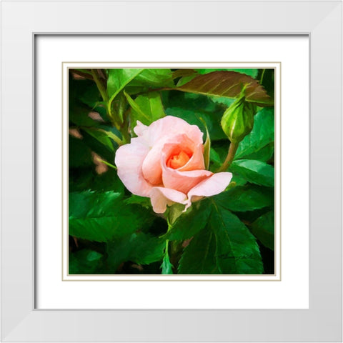 A Single Rose II White Modern Wood Framed Art Print with Double Matting by Hausenflock, Alan