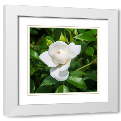 A Single Rose III White Modern Wood Framed Art Print with Double Matting by Hausenflock, Alan