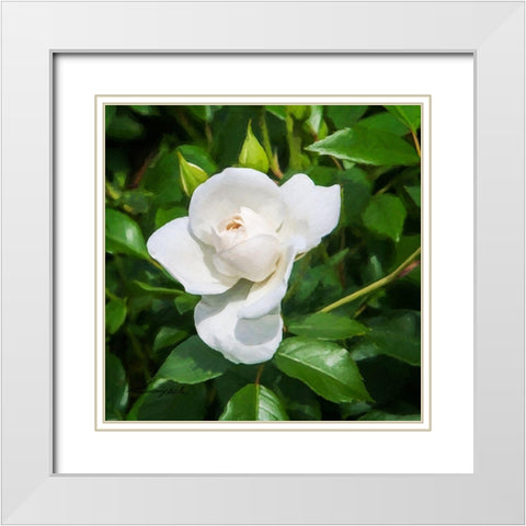 A Single Rose III White Modern Wood Framed Art Print with Double Matting by Hausenflock, Alan