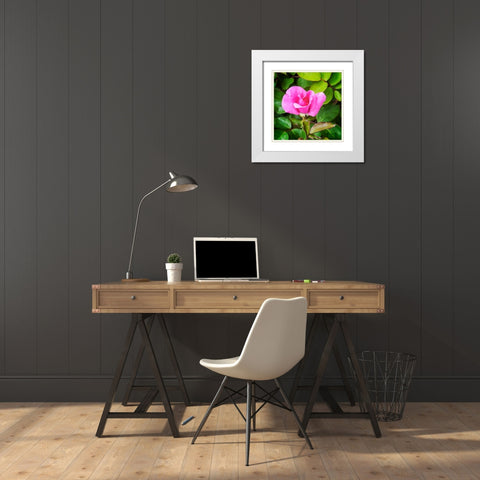 A Single Rose IV White Modern Wood Framed Art Print with Double Matting by Hausenflock, Alan