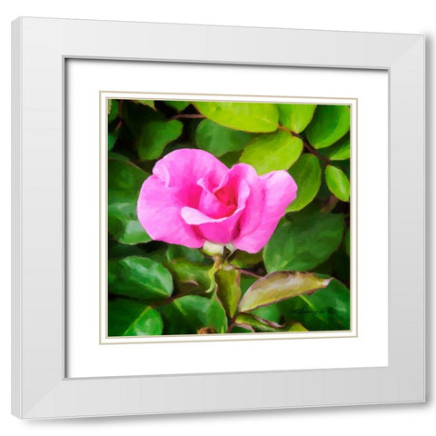 A Single Rose IV White Modern Wood Framed Art Print with Double Matting by Hausenflock, Alan