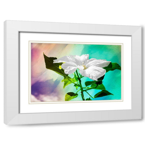 Summer Flower White Modern Wood Framed Art Print with Double Matting by Hausenflock, Alan