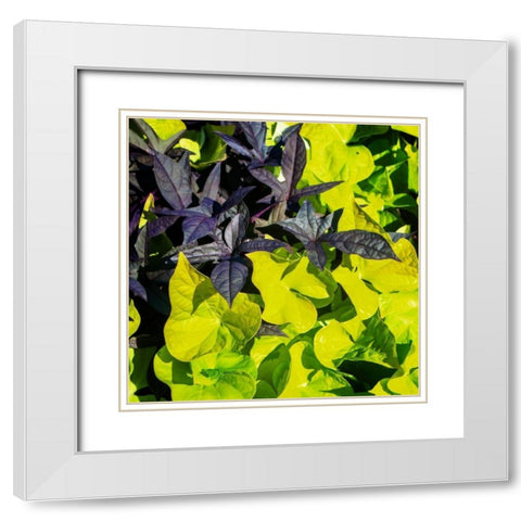 Colorful Leaves I White Modern Wood Framed Art Print with Double Matting by Hausenflock, Alan