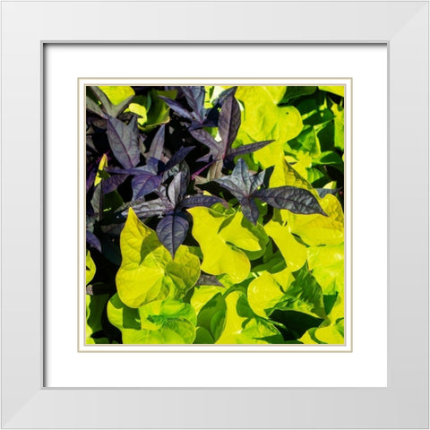 Colorful Leaves I White Modern Wood Framed Art Print with Double Matting by Hausenflock, Alan
