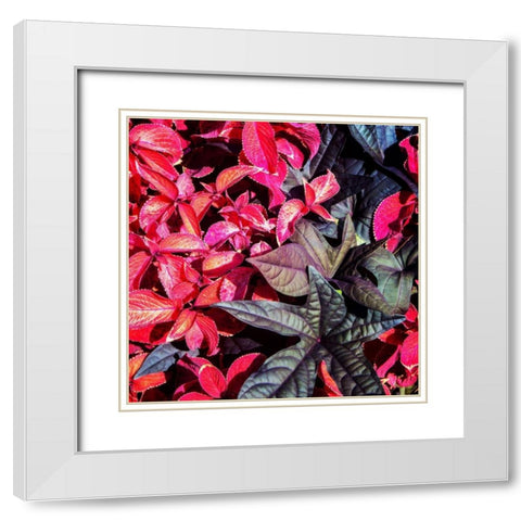 Colorful Leaves II White Modern Wood Framed Art Print with Double Matting by Hausenflock, Alan