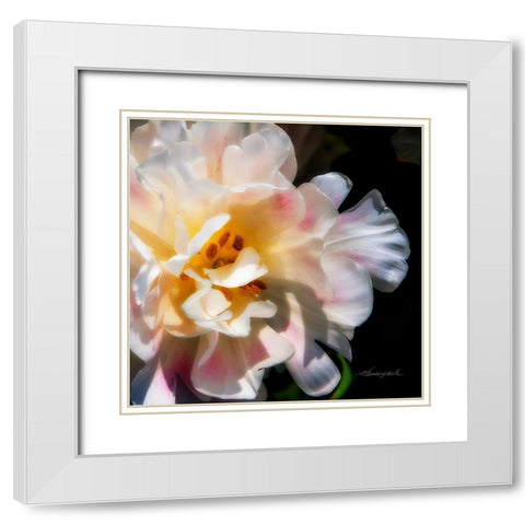 Pink Beauty White Modern Wood Framed Art Print with Double Matting by Hausenflock, Alan