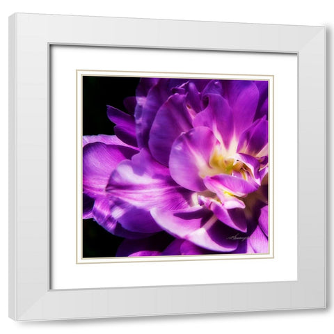 Purple Petals White Modern Wood Framed Art Print with Double Matting by Hausenflock, Alan