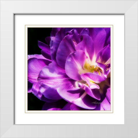Purple Petals White Modern Wood Framed Art Print with Double Matting by Hausenflock, Alan
