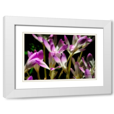 September Flowers White Modern Wood Framed Art Print with Double Matting by Hausenflock, Alan