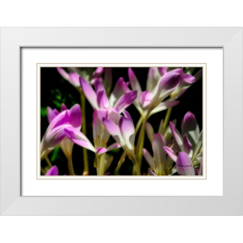 September Flowers White Modern Wood Framed Art Print with Double Matting by Hausenflock, Alan