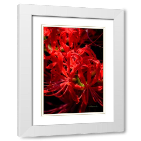 Hurricane Lily White Modern Wood Framed Art Print with Double Matting by Hausenflock, Alan