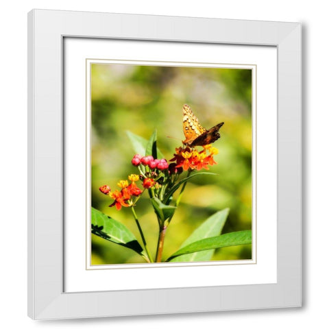 Orange Butterfly White Modern Wood Framed Art Print with Double Matting by Hausenflock, Alan