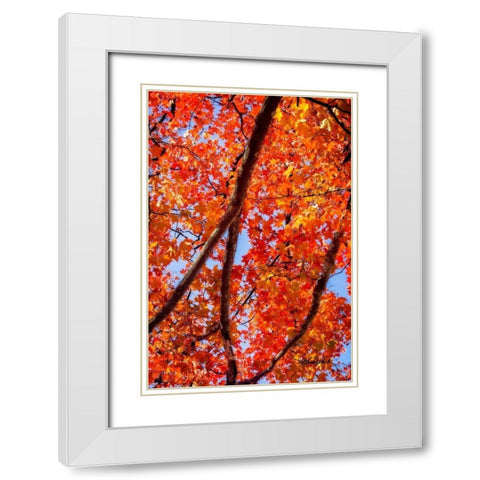 Autumn Glory I White Modern Wood Framed Art Print with Double Matting by Hausenflock, Alan