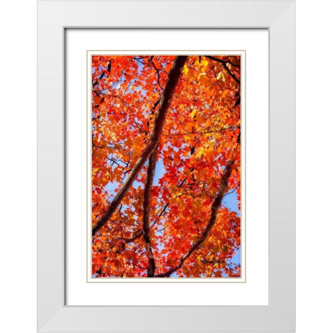 Autumn Glory I White Modern Wood Framed Art Print with Double Matting by Hausenflock, Alan