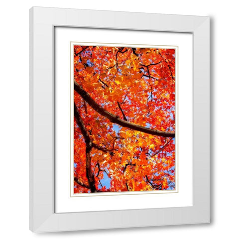 Autumn Glory II White Modern Wood Framed Art Print with Double Matting by Hausenflock, Alan