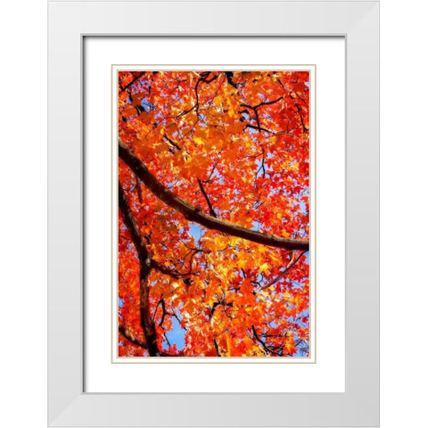 Autumn Glory II White Modern Wood Framed Art Print with Double Matting by Hausenflock, Alan