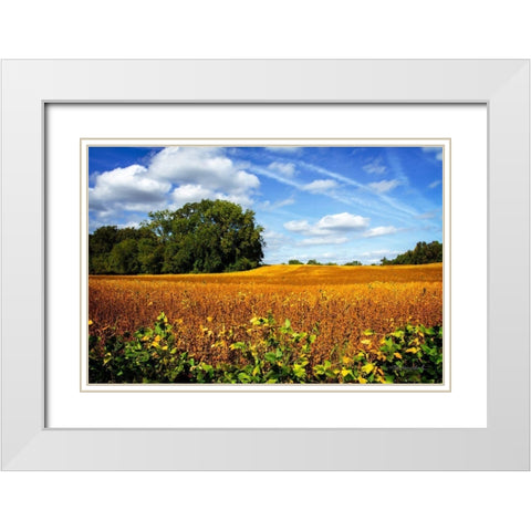 Soybean Harvest White Modern Wood Framed Art Print with Double Matting by Hausenflock, Alan