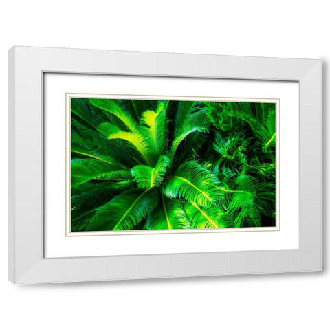 Sago Palms White Modern Wood Framed Art Print with Double Matting by Hausenflock, Alan