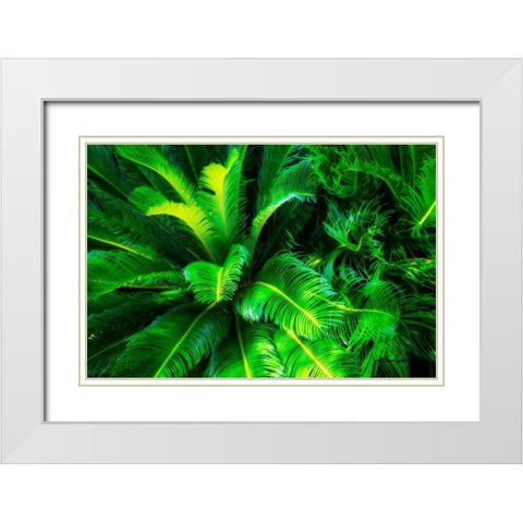 Sago Palms White Modern Wood Framed Art Print with Double Matting by Hausenflock, Alan