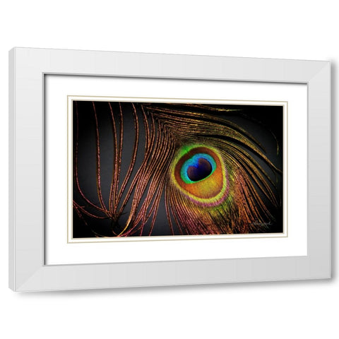 Peacock Feather I White Modern Wood Framed Art Print with Double Matting by Hausenflock, Alan