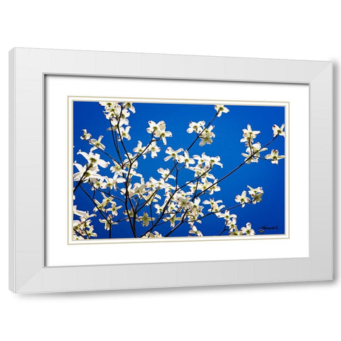 Dogwood on Blue I White Modern Wood Framed Art Print with Double Matting by Hausenflock, Alan