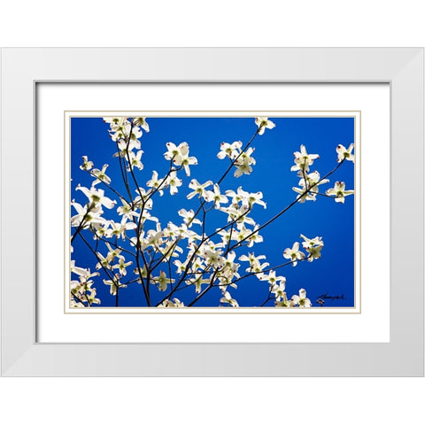 Dogwood on Blue I White Modern Wood Framed Art Print with Double Matting by Hausenflock, Alan