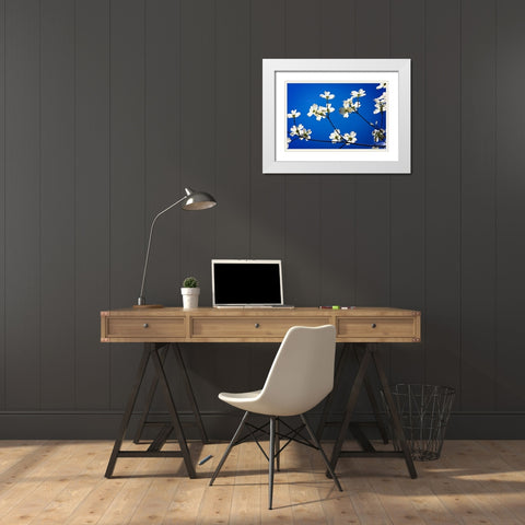 Dogwood on Blue II White Modern Wood Framed Art Print with Double Matting by Hausenflock, Alan